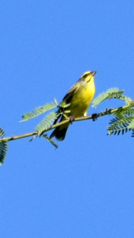 Yellow-fronted Canary - ML186646931