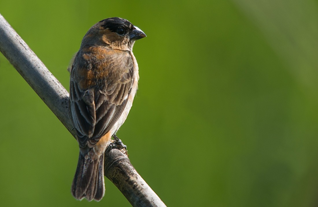 Copper Seedeater - ML186650861