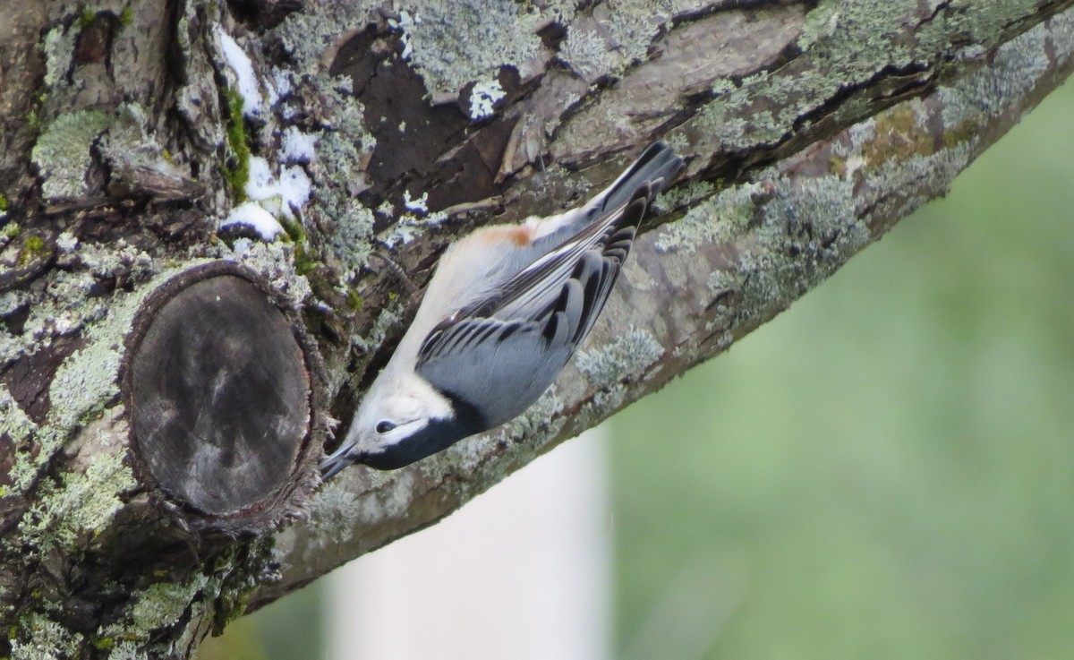 White-breasted Nuthatch - ML186651571