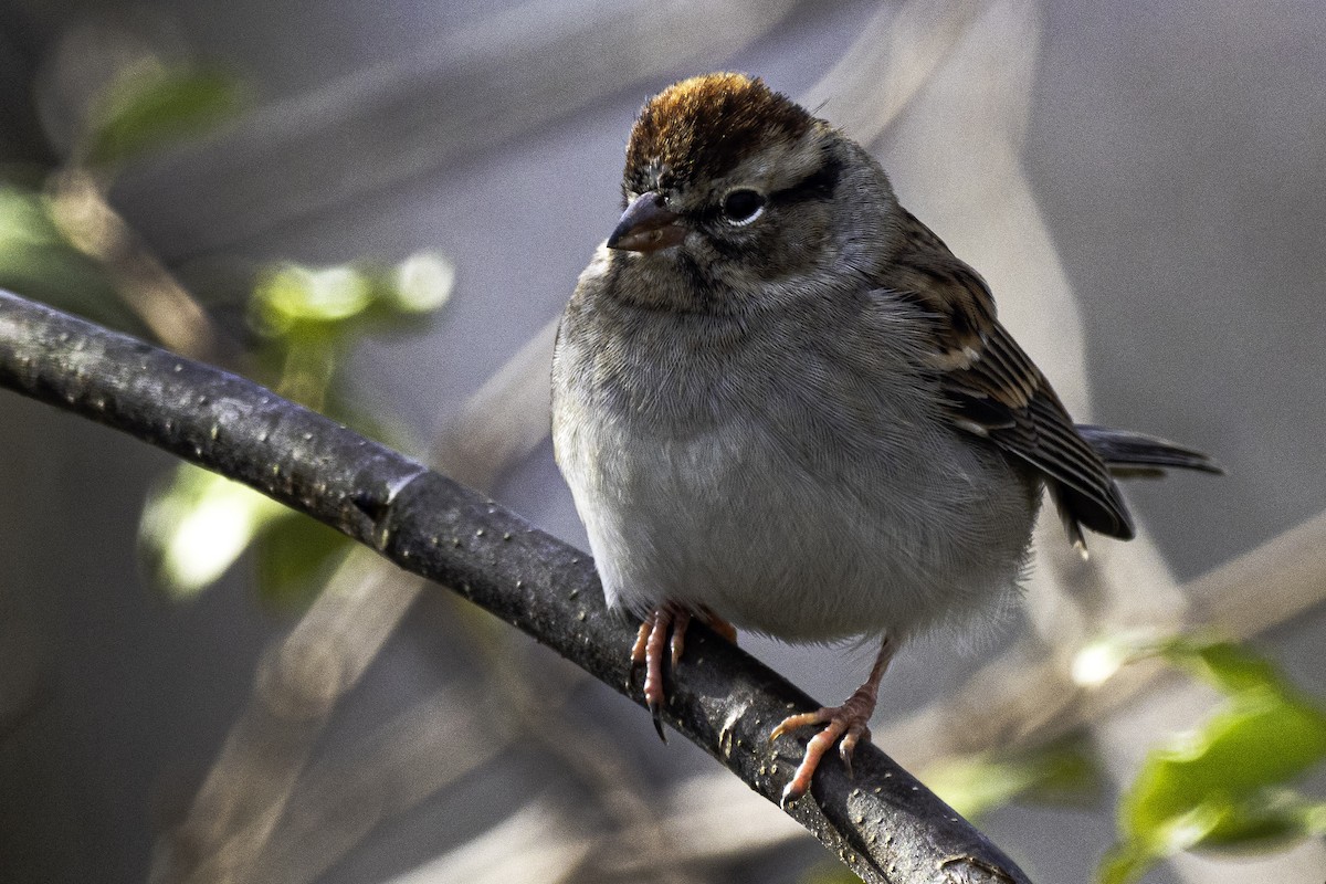 Chipping Sparrow - Robert Snyder
