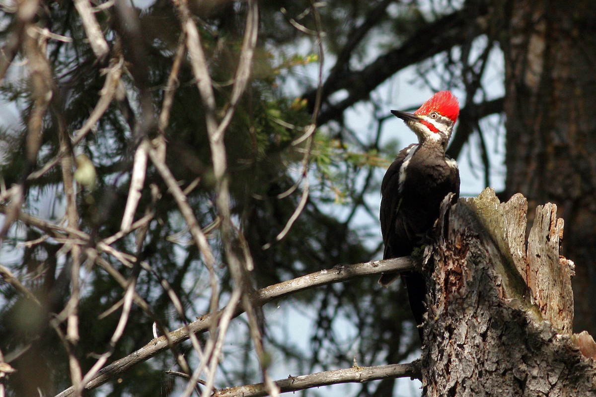 Pileated Woodpecker - Bruce Miller