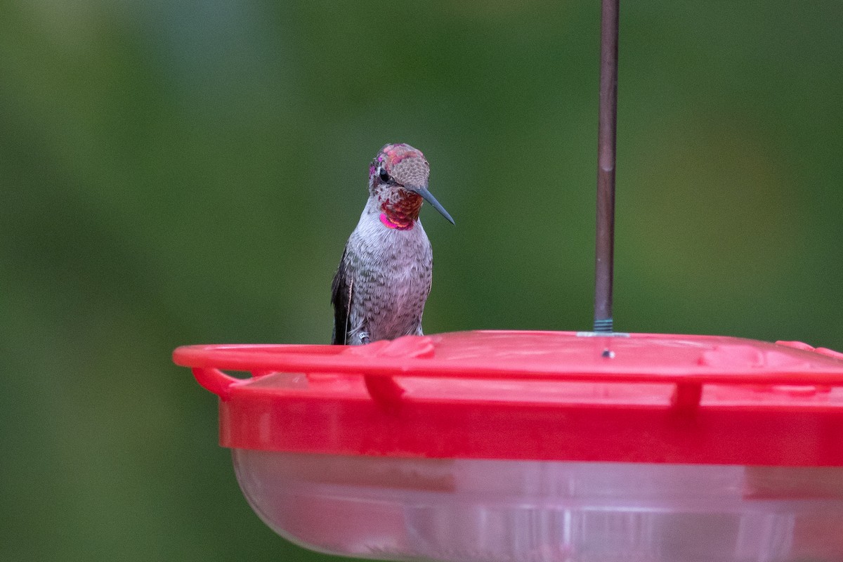 Anna's Hummingbird - ML186656481