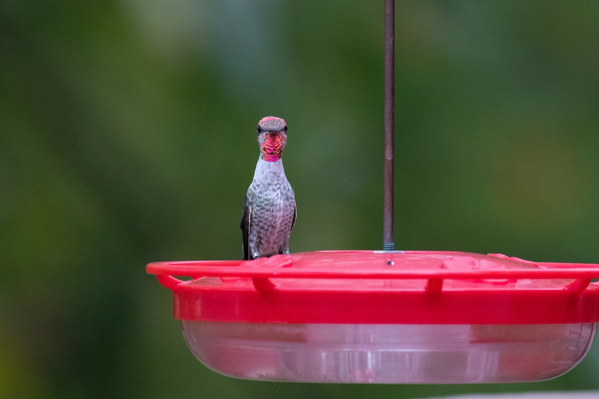 Anna's Hummingbird - Eric Zawatski