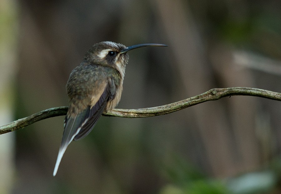 kolibřík temnohrdlý - ML186656651