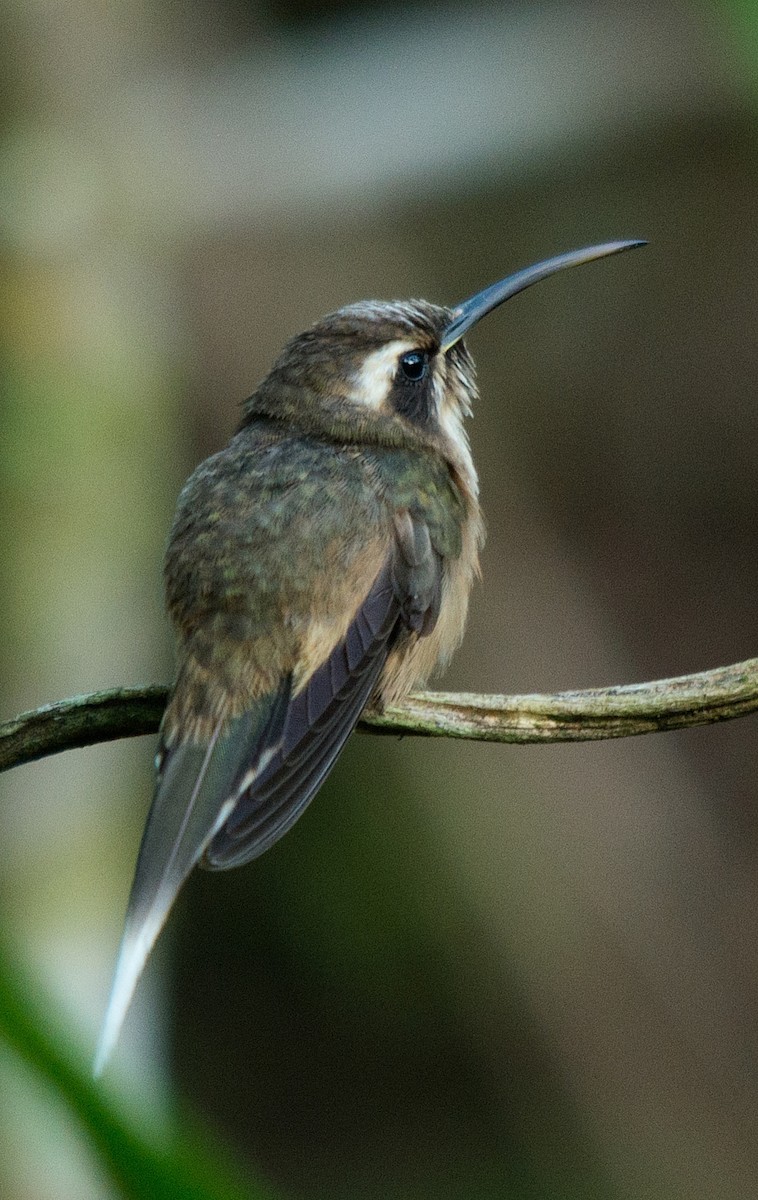 kolibřík temnohrdlý - ML186656711