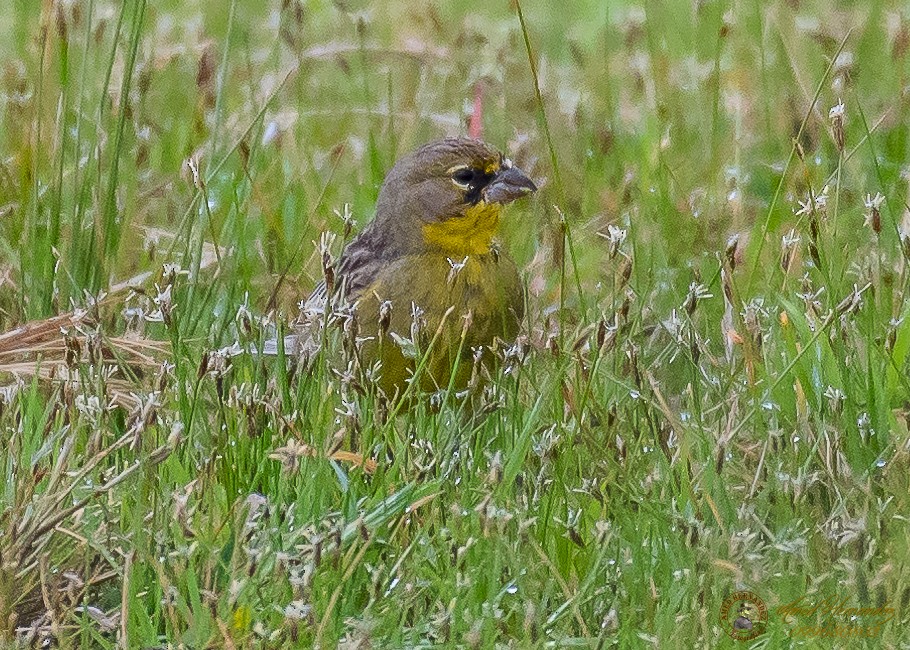 Grassland Yellow-Finch - ML186656991