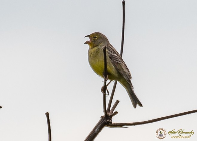 Grassland Yellow-Finch - Amed Hernández