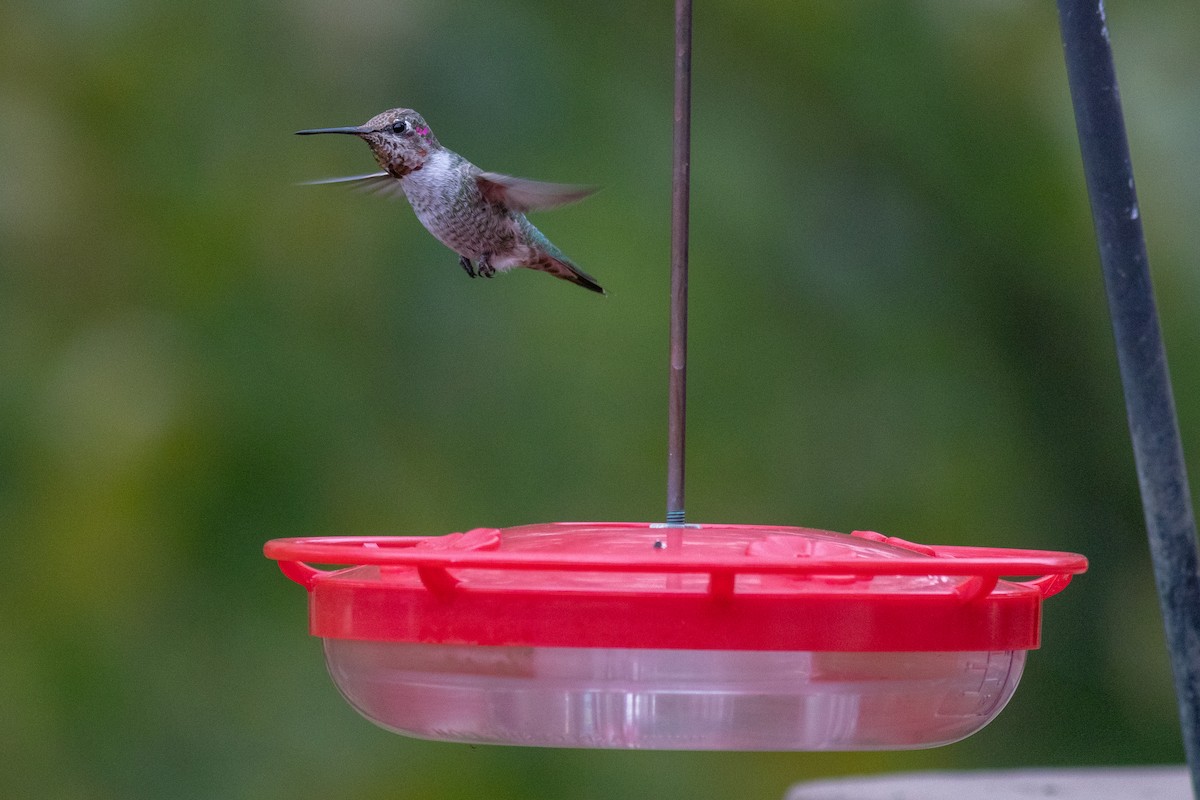 Anna's Hummingbird - ML186657261