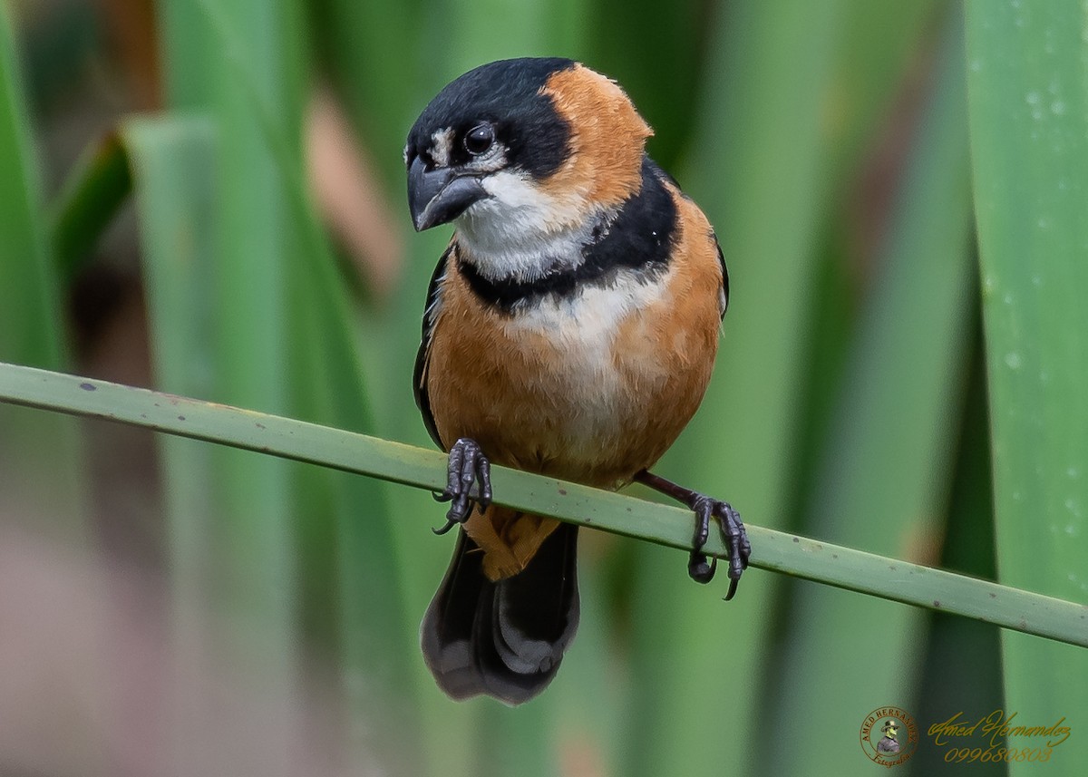 Rusty-collared Seedeater - ML186657541