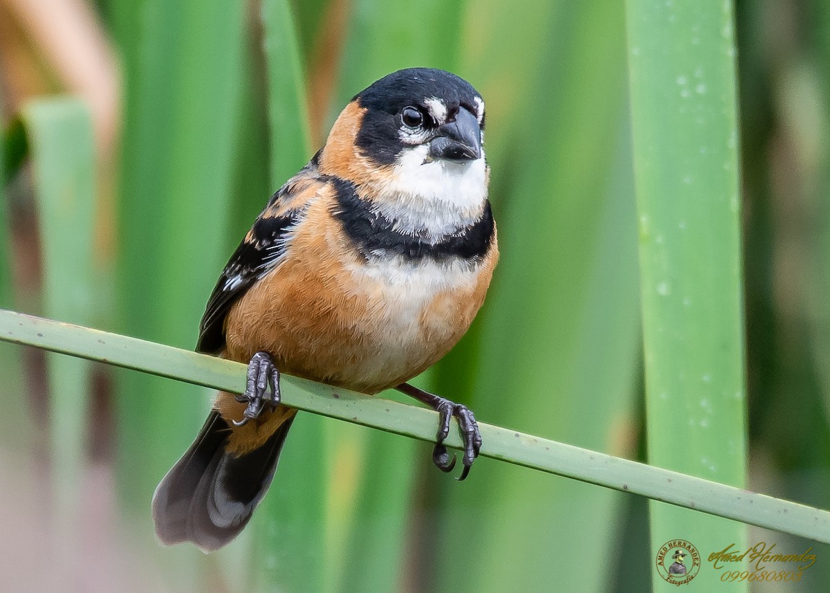 Rusty-collared Seedeater - ML186657651