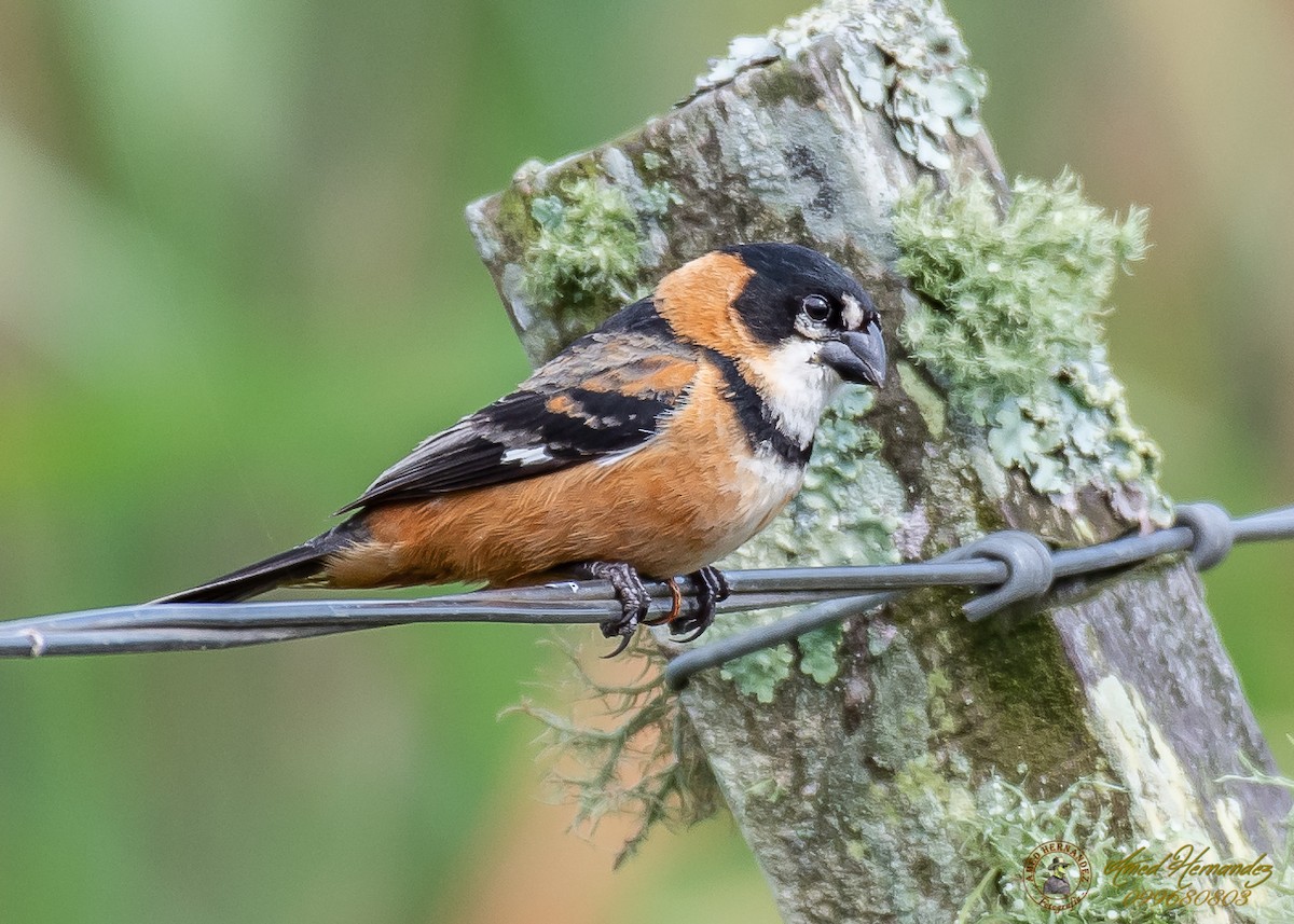Rusty-collared Seedeater - ML186657671