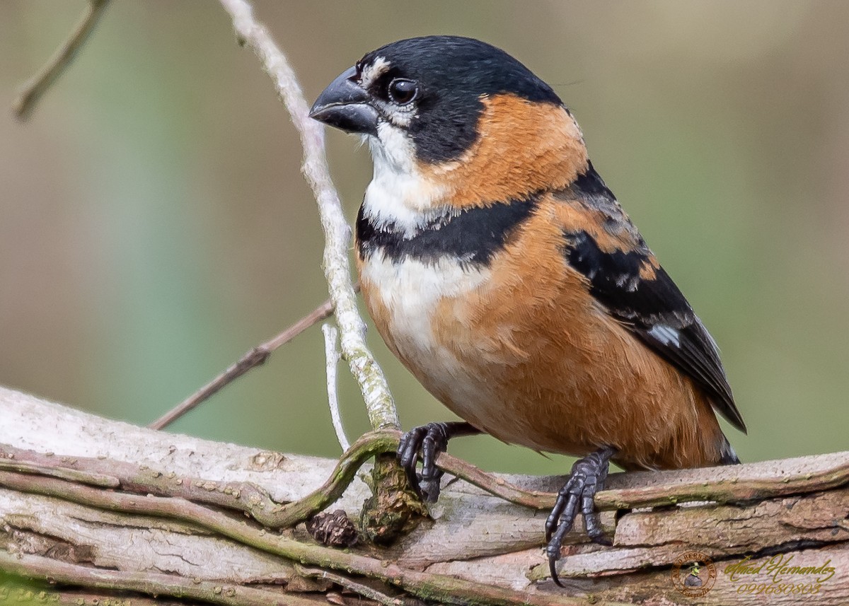 Rusty-collared Seedeater - ML186657751