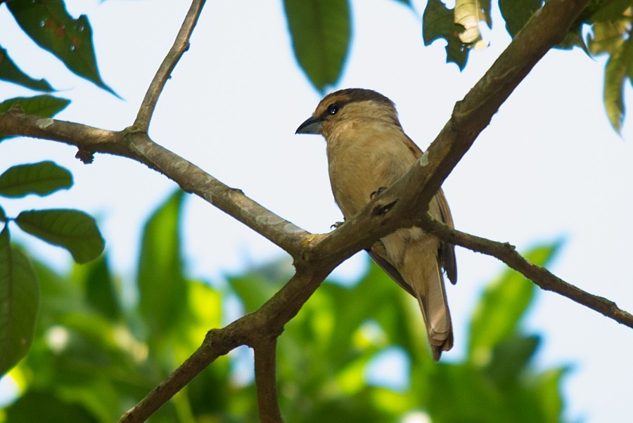 Brown Tanager - ML186657791