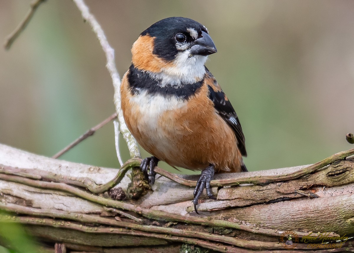 Rusty-collared Seedeater - ML186657811
