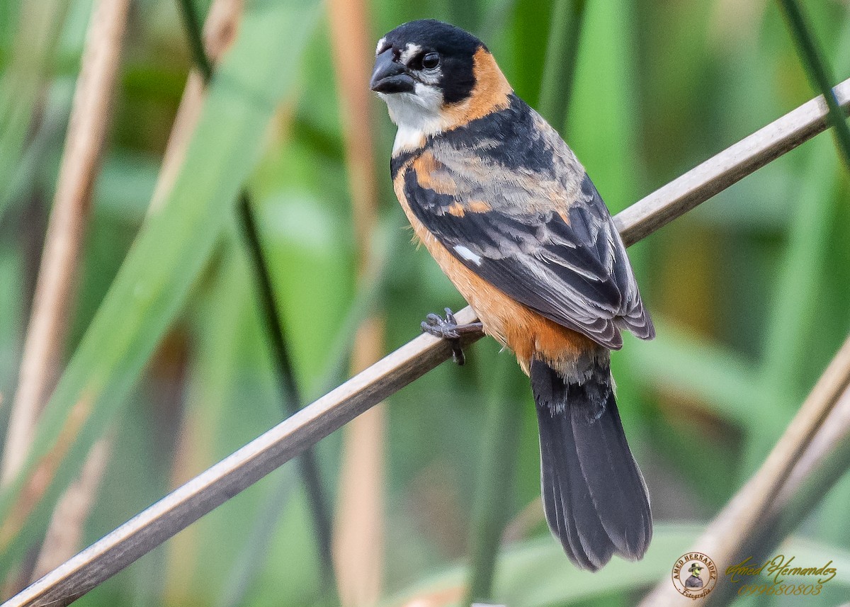 Rusty-collared Seedeater - ML186657851