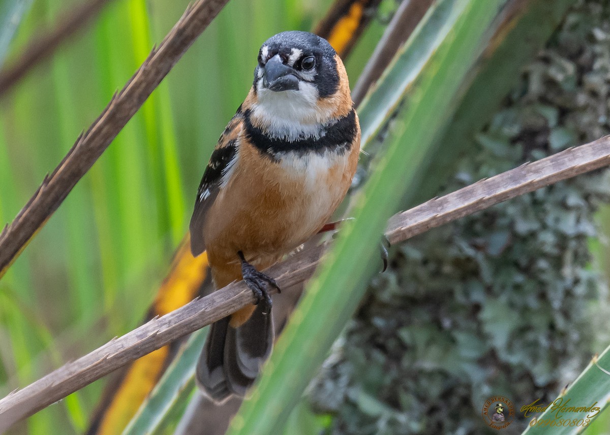 Rusty-collared Seedeater - ML186657911