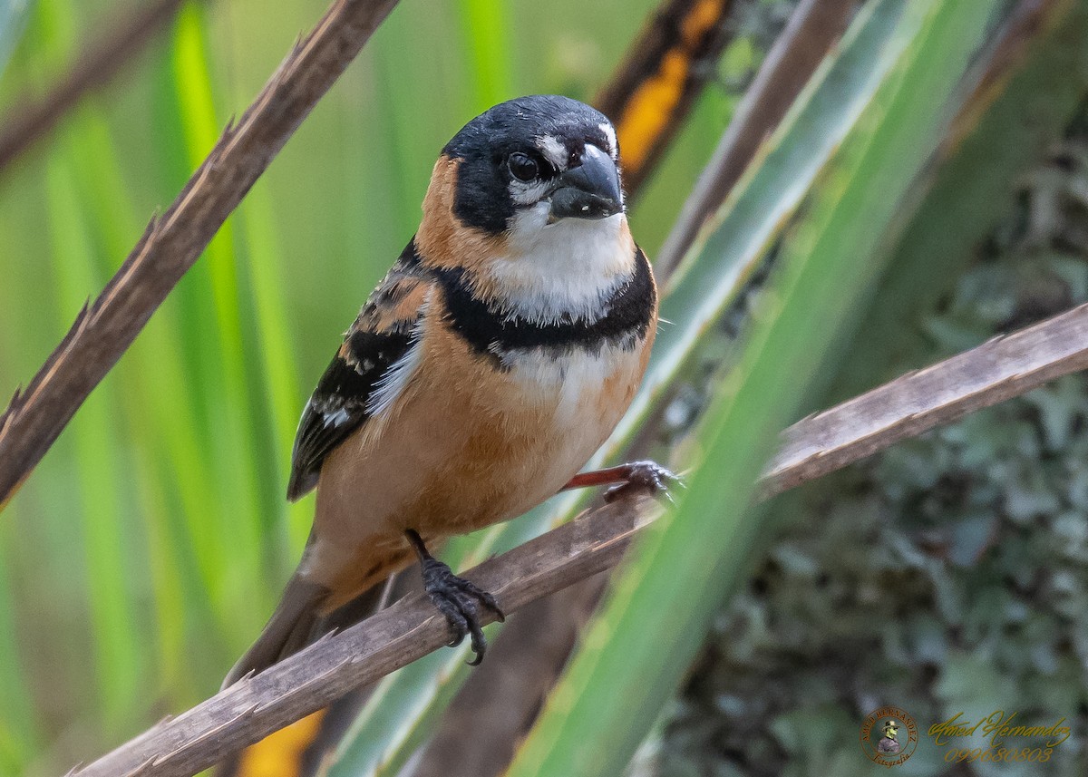 Rusty-collared Seedeater - Amed Hernández