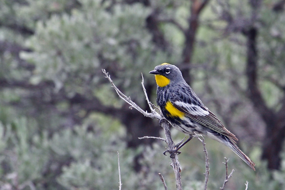 Yellow-rumped Warbler (Audubon's) - ML186657971