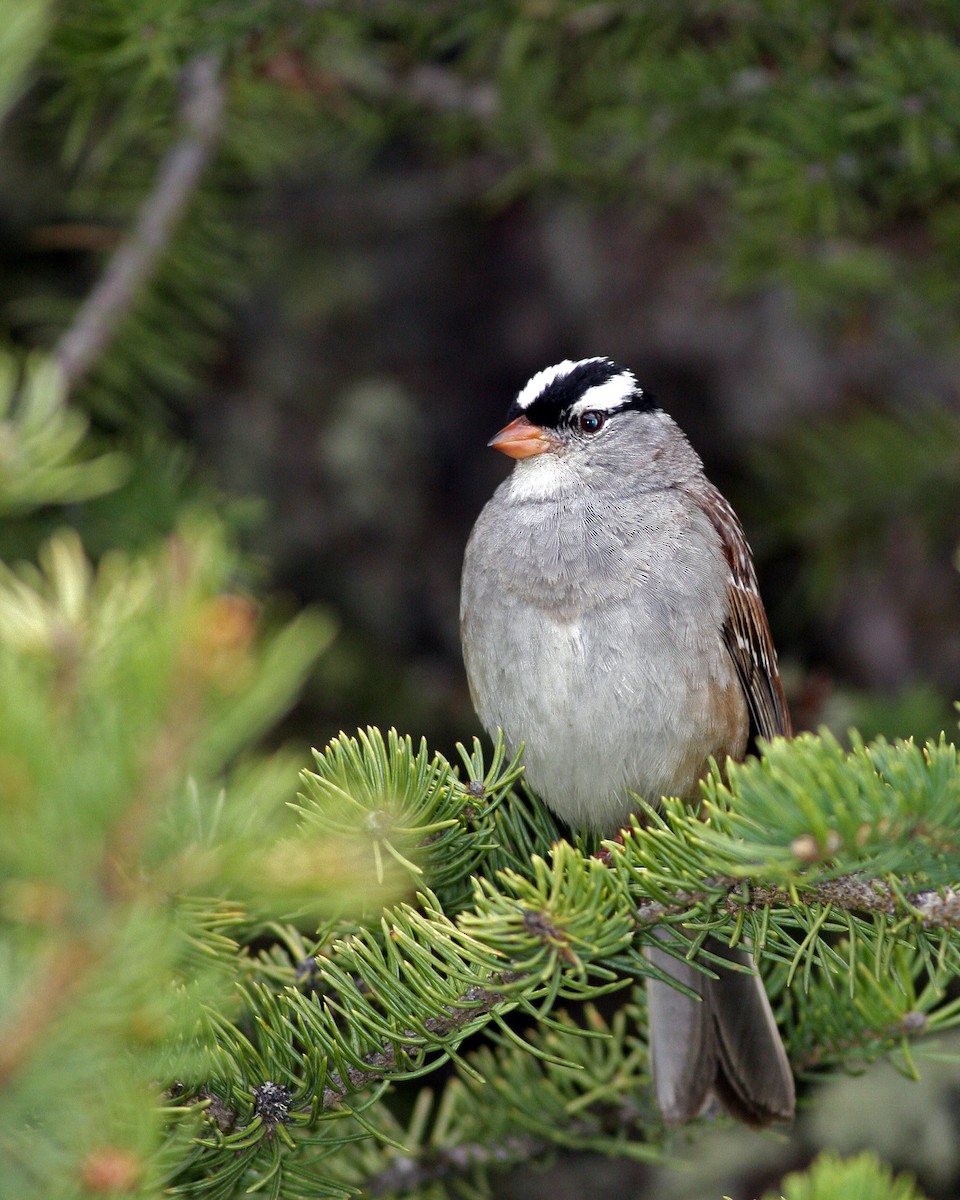 White-crowned Sparrow - ML186658831
