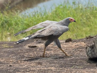 African Harrier-Hawk - eBird