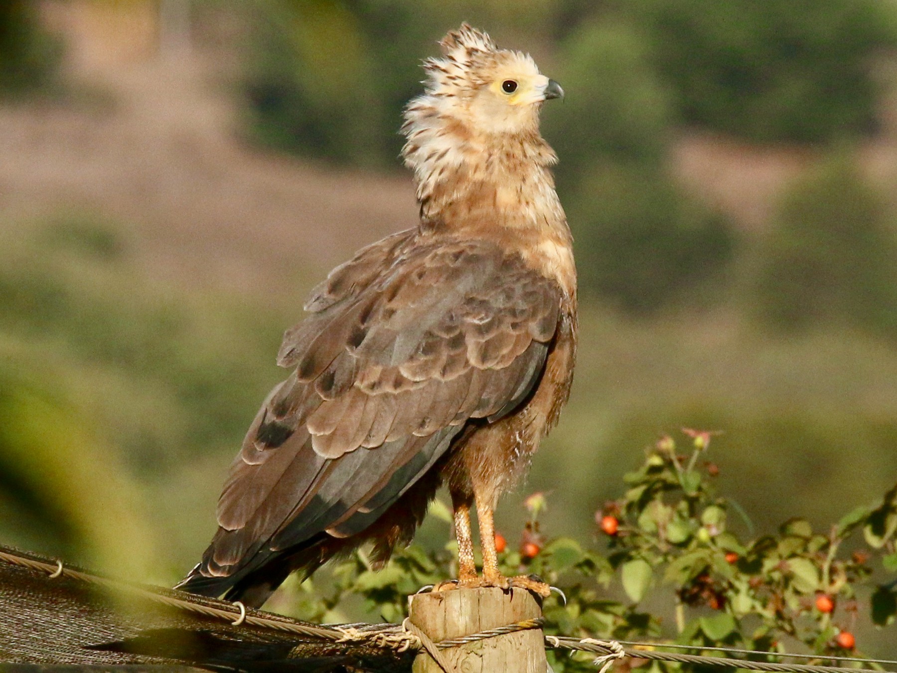 how big is a harrier hawk