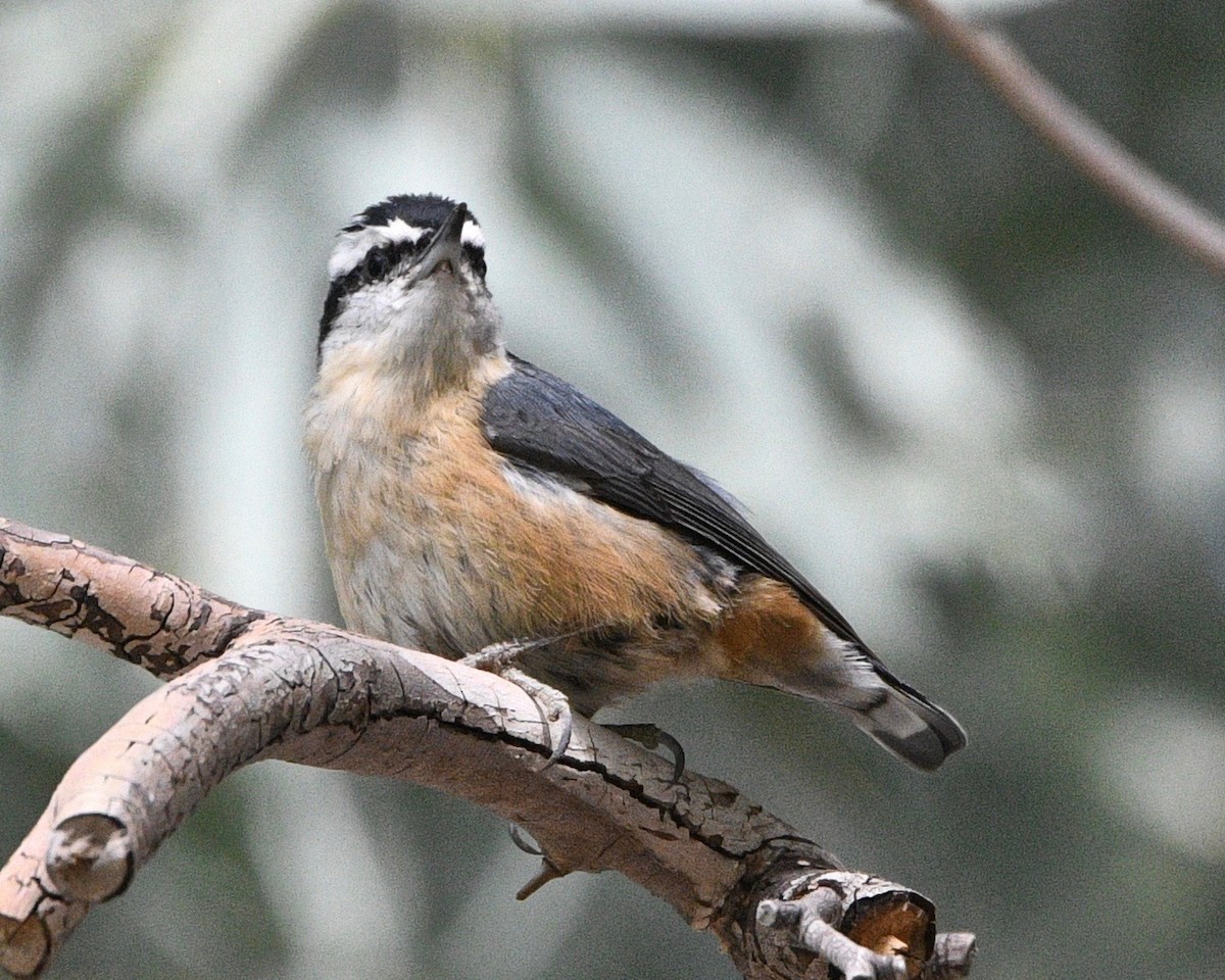 Red-breasted Nuthatch - Tim DeJonghe