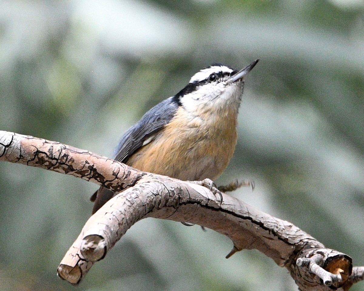 Red-breasted Nuthatch - ML186660281