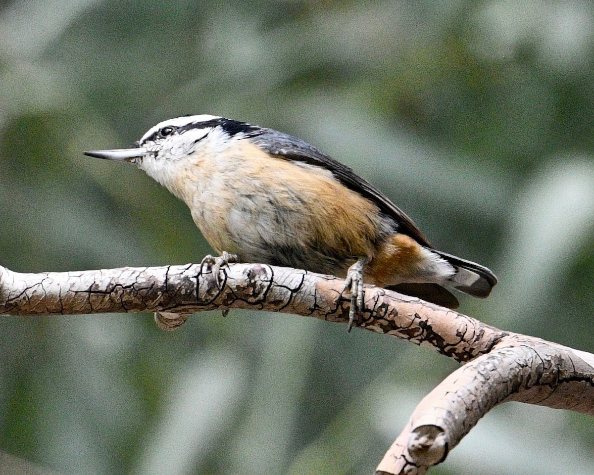 Red-breasted Nuthatch - ML186660291