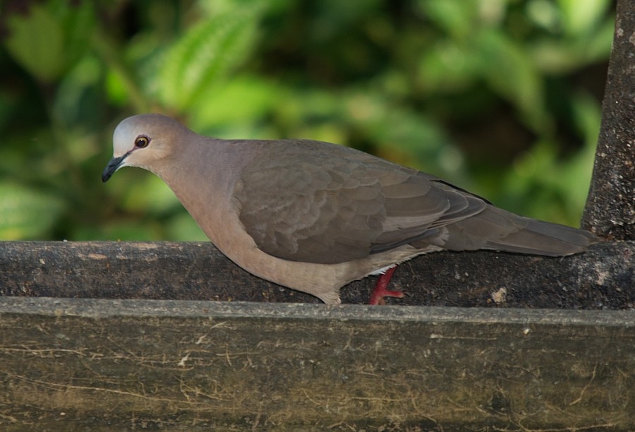 Gray-fronted Dove - ML186660781