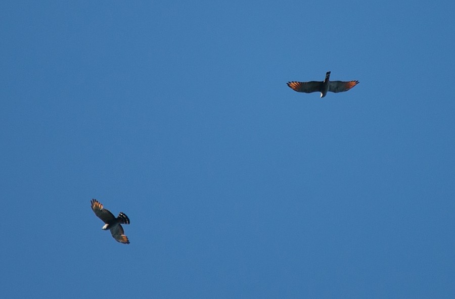 Plumbeous Kite - LUCIANO BERNARDES