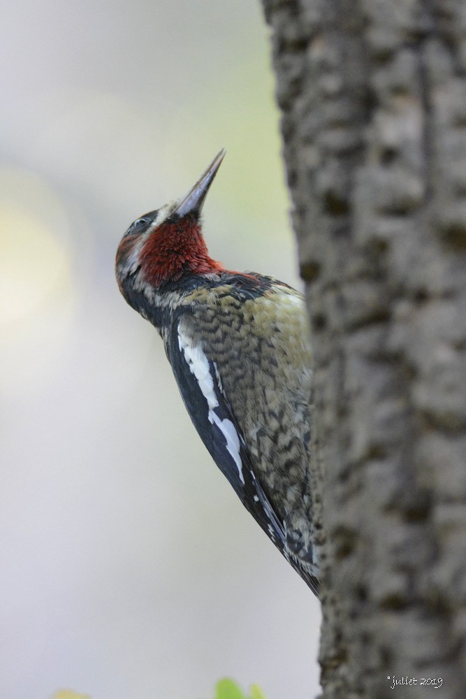 Red-breasted Sapsucker - Julie Tremblay (Pointe-Claire)