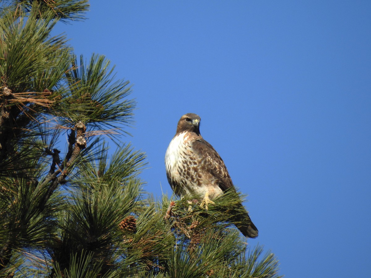 Red-tailed Hawk - ML186665101