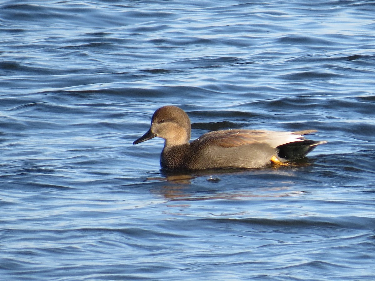 eBird Checklist - 8 Nov 2019 - Upper Sandusky Reservoir #2 - 15 species