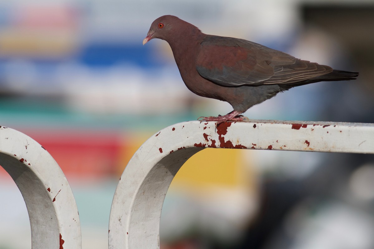 Red-billed Pigeon - Ryan Terrill