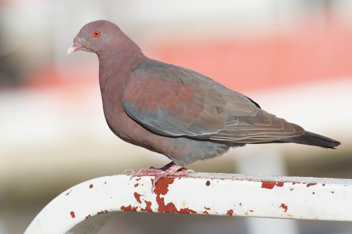 Red-billed Pigeon - Ryan Terrill