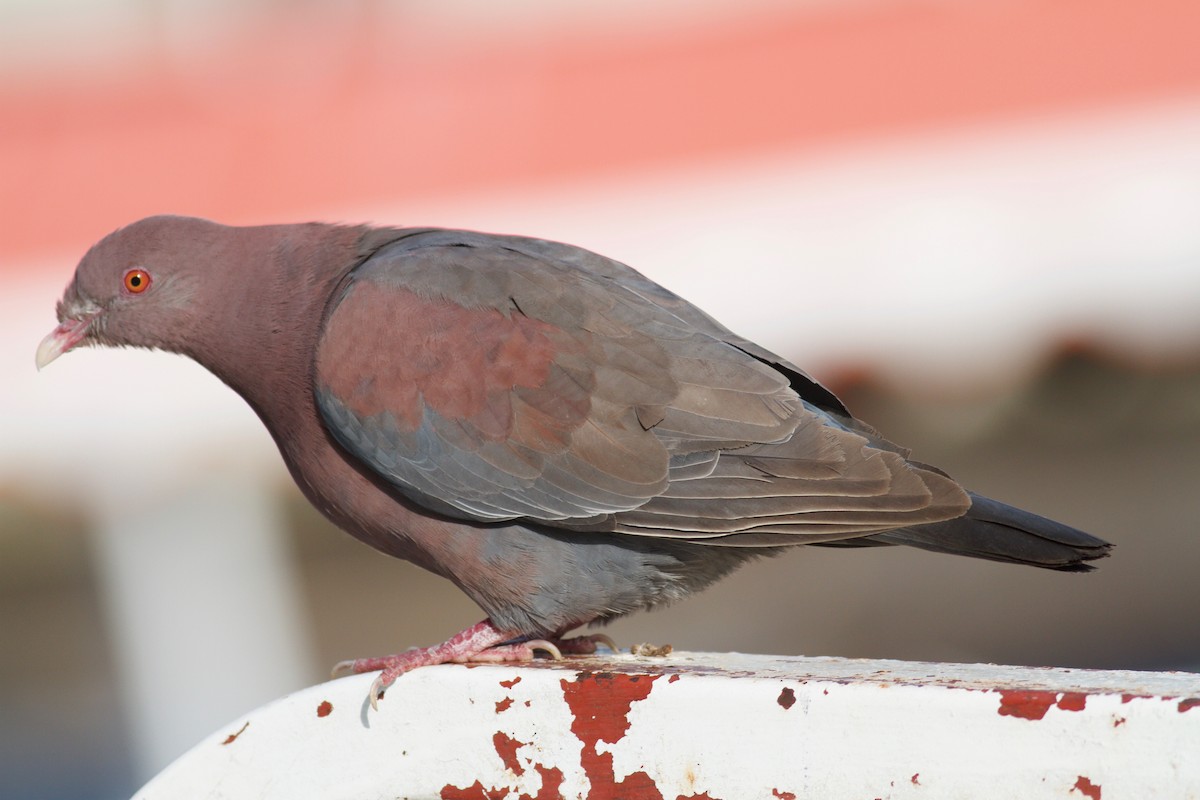 Red-billed Pigeon - ML186670311