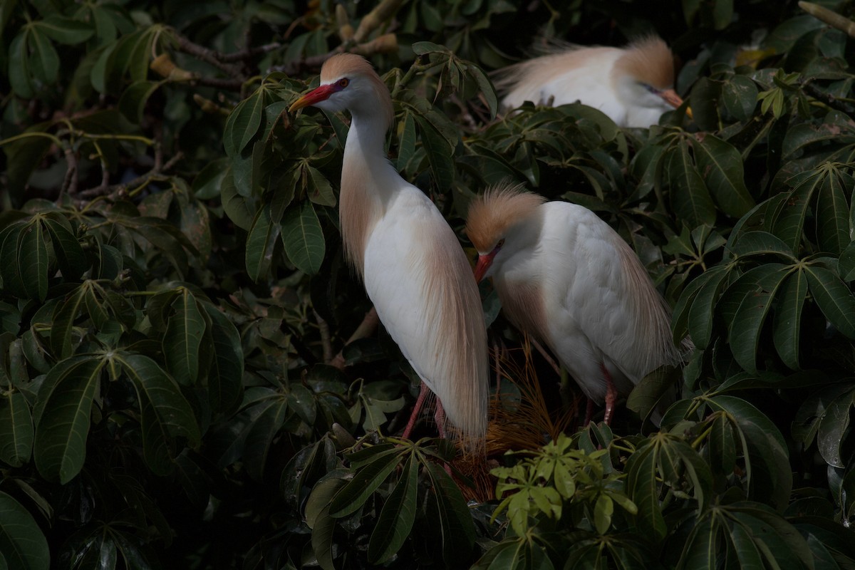 Чапля єгипетська (підвид ibis) - ML186670341