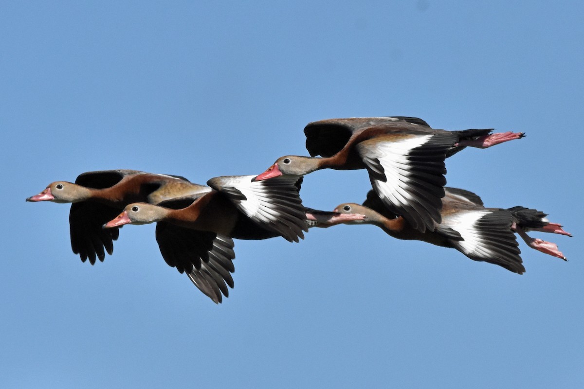 Black-bellied Whistling-Duck - Timothy Carstens