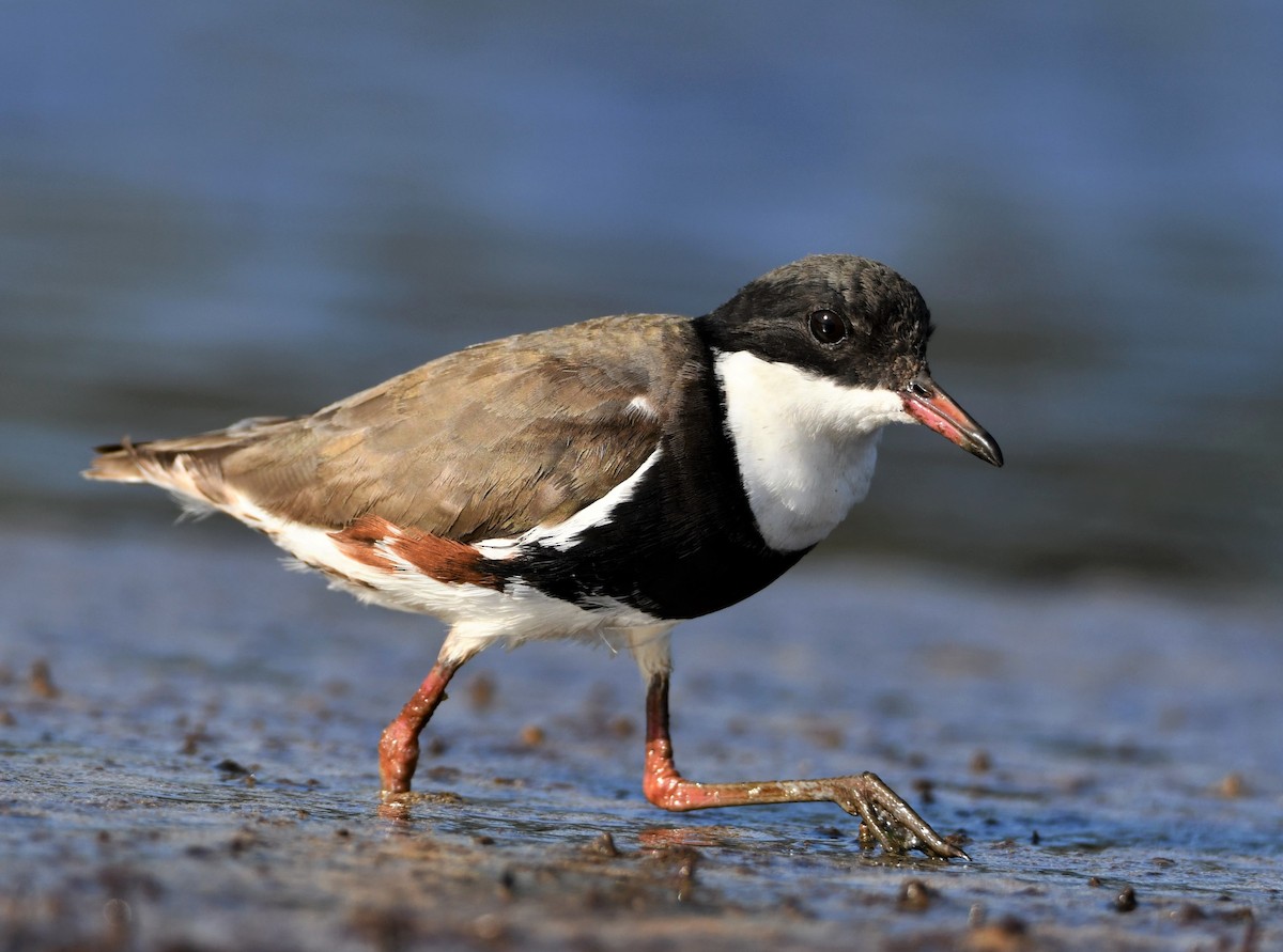 Red-kneed Dotterel - ML186671201