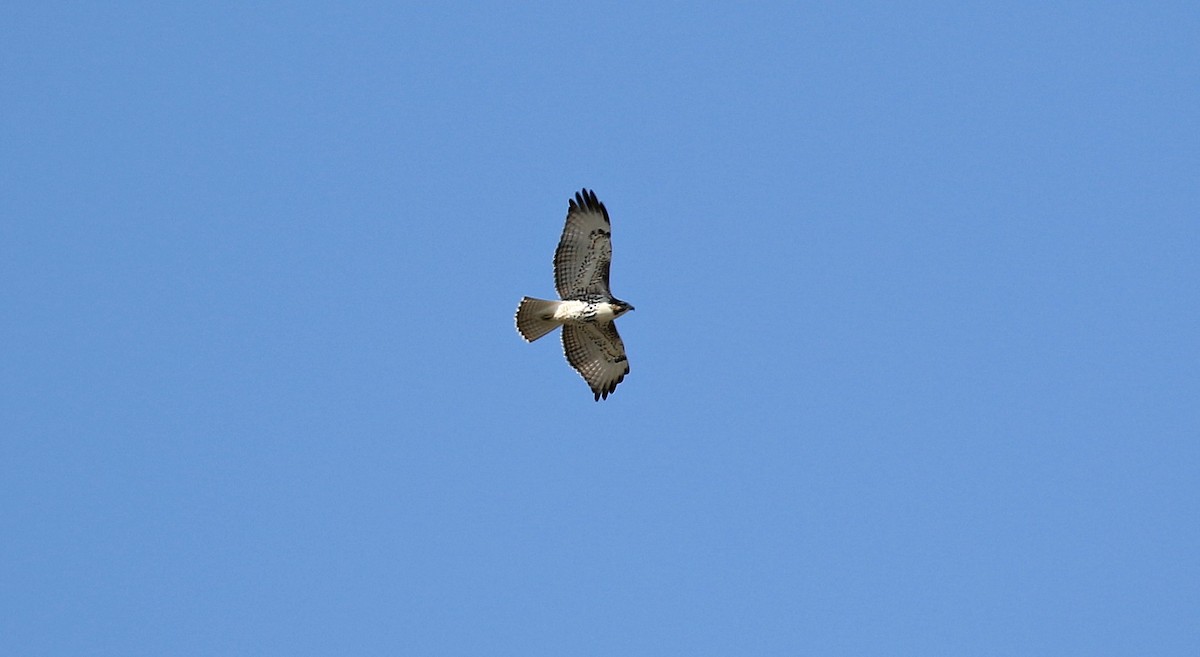 Red-tailed Hawk - ML186674121