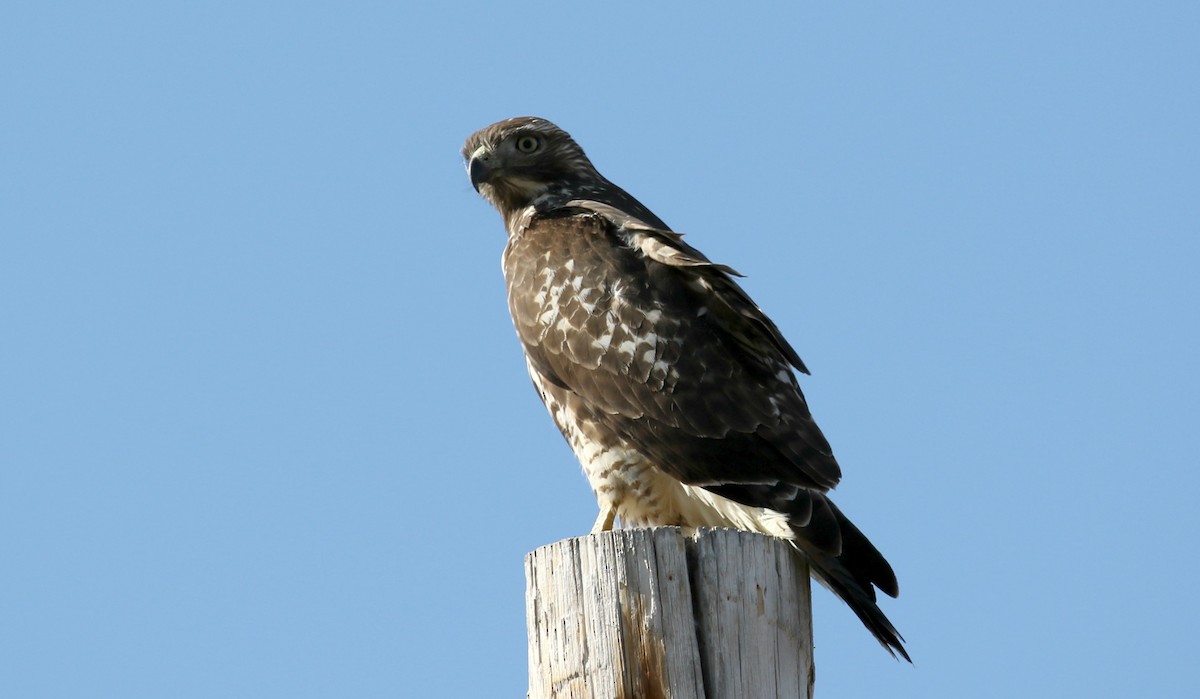 Red-tailed Hawk - ML186674151