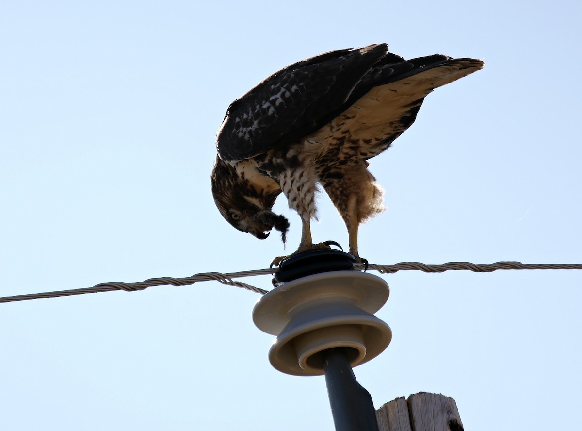 Red-tailed Hawk - ML186674161