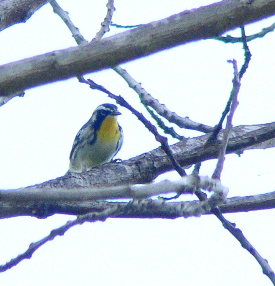 Yellow-throated Warbler - Steven Mlodinow