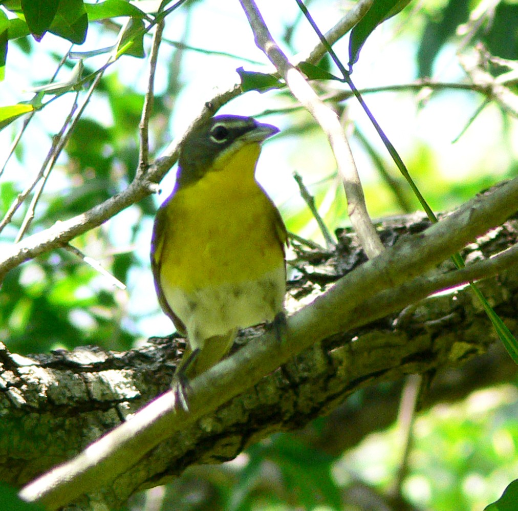 Yellow-breasted Chat - ML186675161