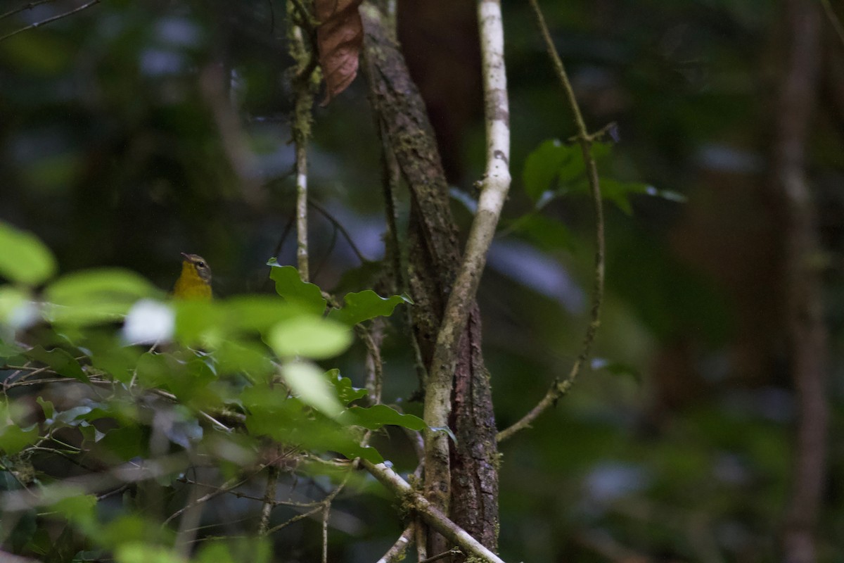 Golden-crowned Warbler - ML186675971