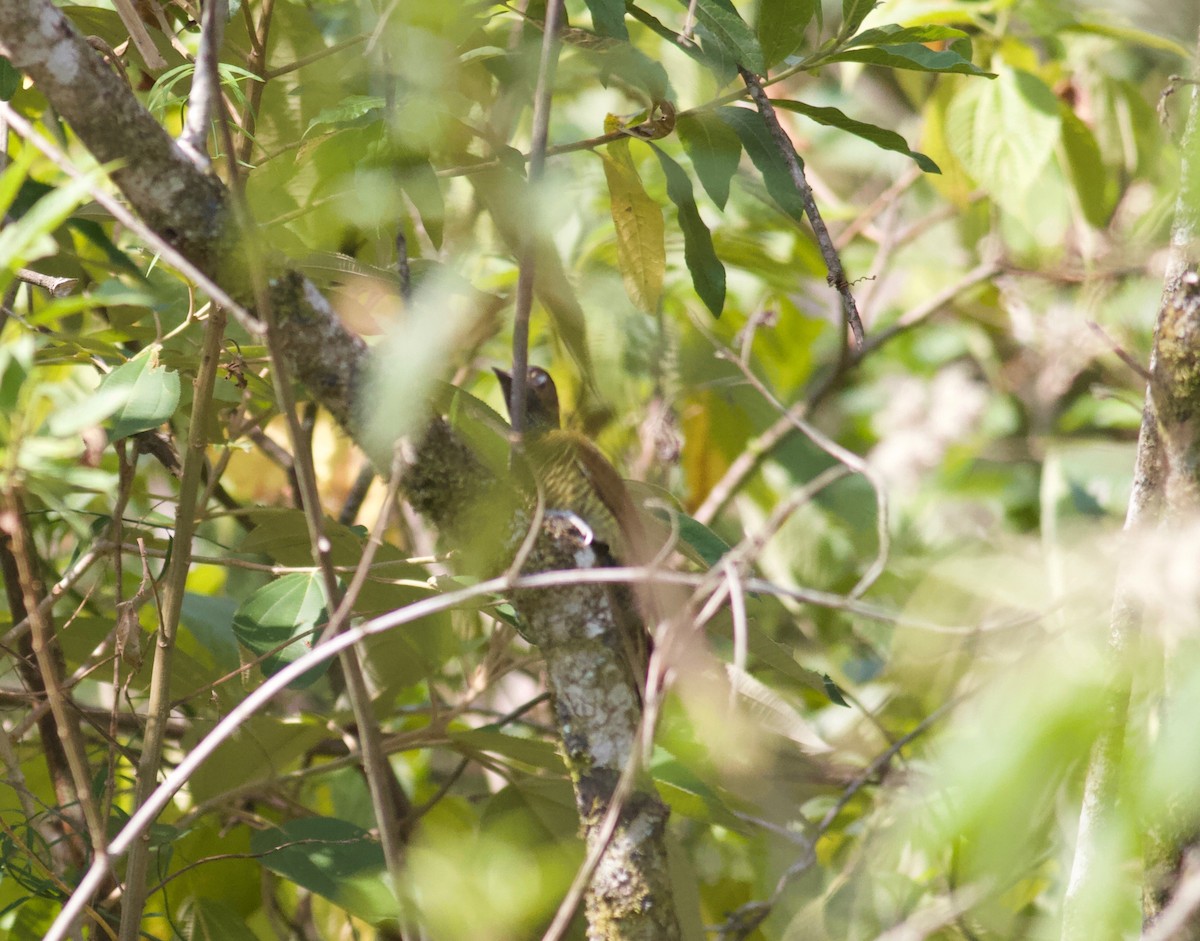Golden-olive Woodpecker - ML186676211