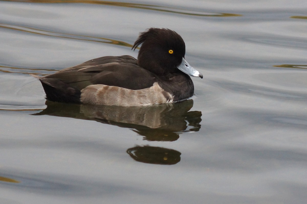 Tufted Duck - ML186676971