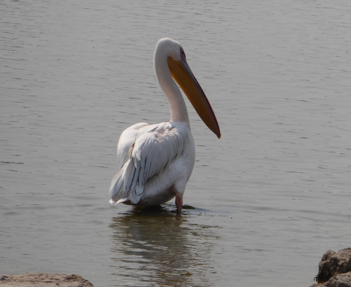 Great White Pelican - ML186678151