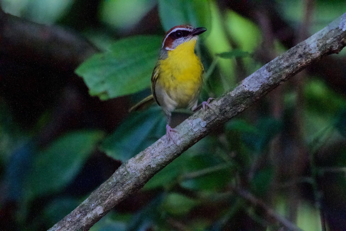 Rufous-capped Warbler - ML186678701