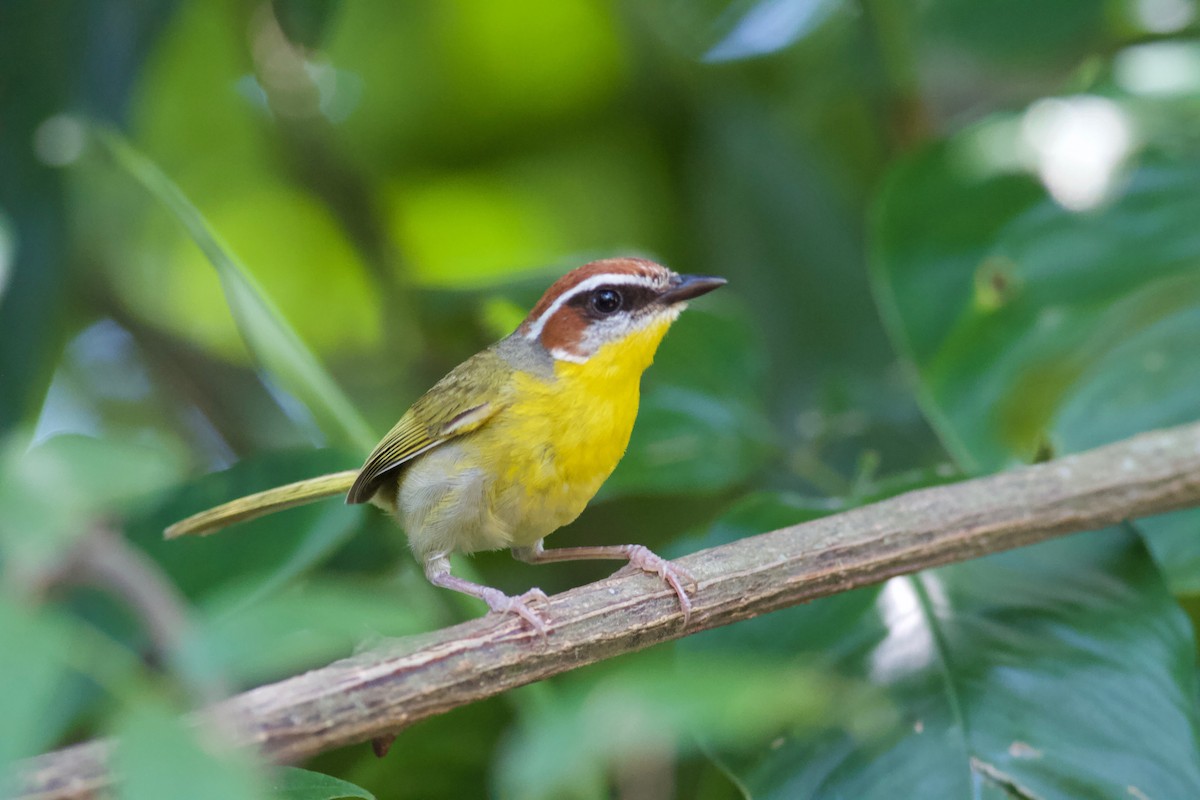 Rufous-capped Warbler - ML186678731